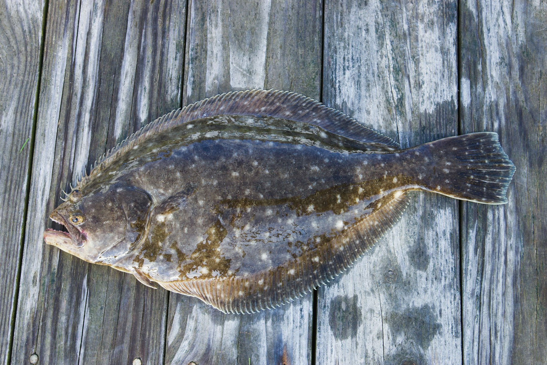 A halibut on a coastal dock
